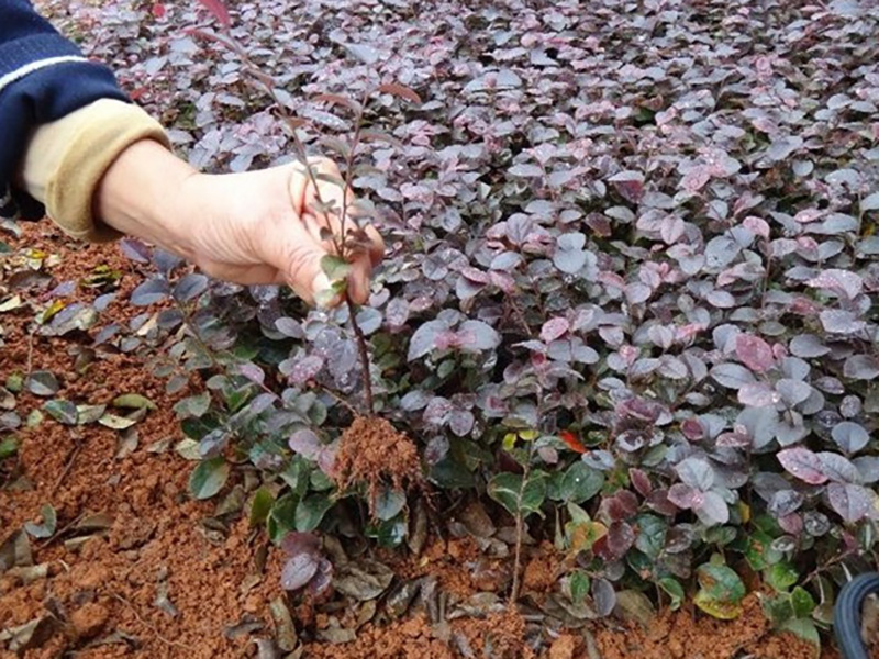 紅花檵木-13